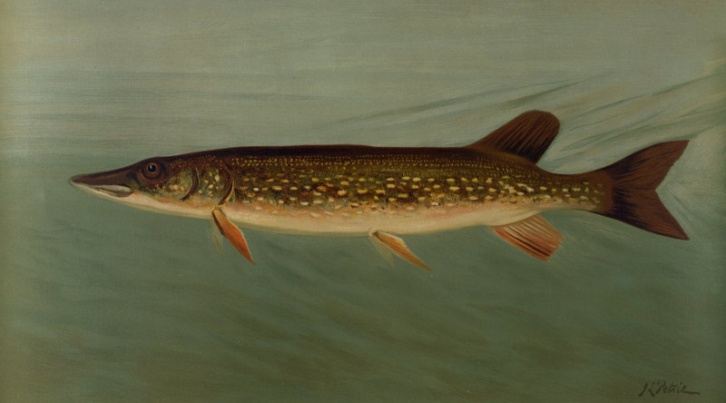 The Eastern or Banded Pickerel, Lucius reticulatus. (1898) reproduction of painting by John L. Petrie. ALL GICLEE PRINTS