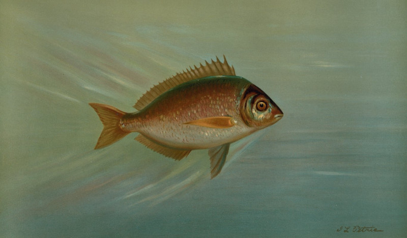 The Blackfish or Tautog, Tautoga onitis. (1898) reproduction of painting by John L. Petrie. ALL GICLEE PRINTS