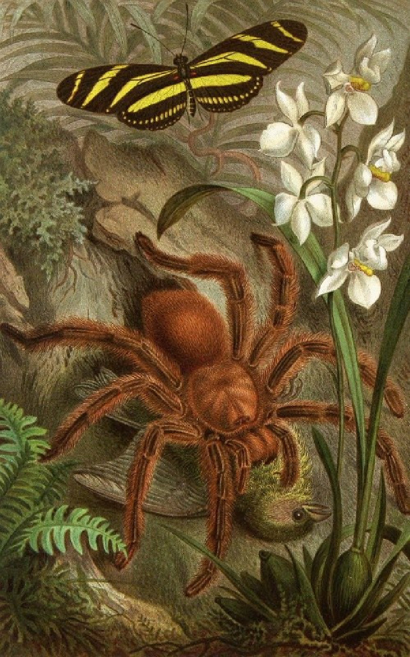 Die Insekten, Tausendfüssler und Spinnen Pl 21 (1877) reproduction of painting by Alfred Edmund Brehm. ALL GICLEE PRINTS