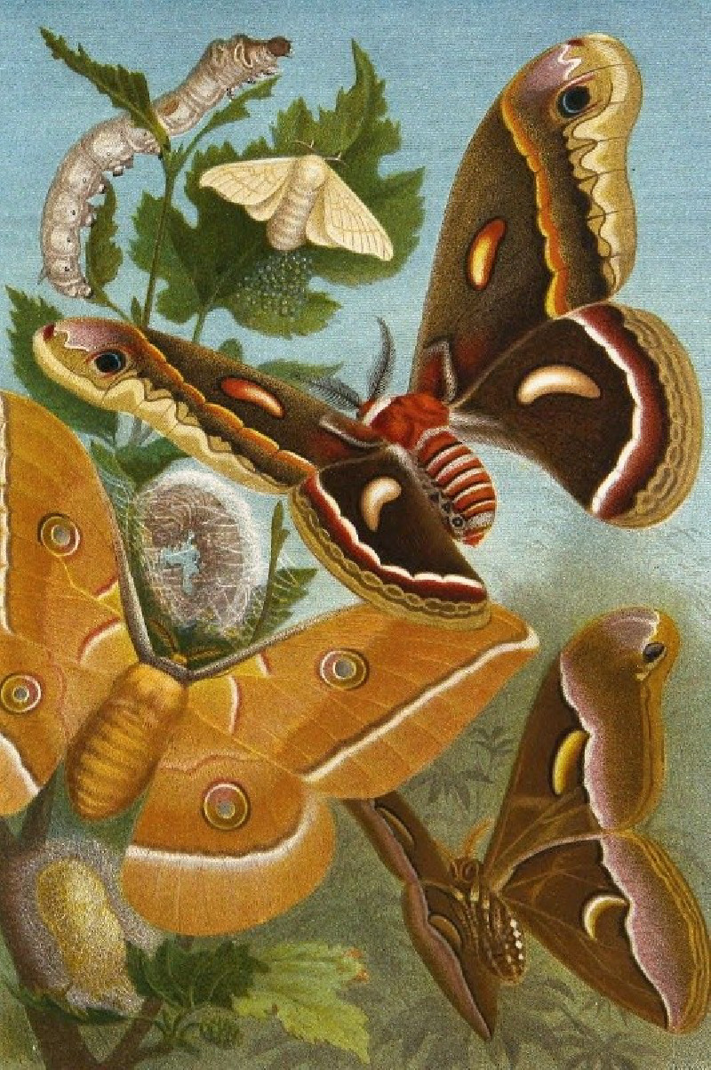 Die Insekten, Tausendfüssler und Spinnen Pl 11 (1877) reproduction of painting by Alfred Edmund Brehm. ALL GICLEE PRINTS