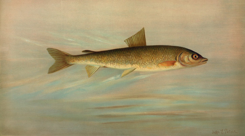 John L. Petrie reprodukcija The Rocky Mountain Whitefish, Coregonus williamsoni. (1898), VISOS REPRODUKCIJOS , paveikslai, re...