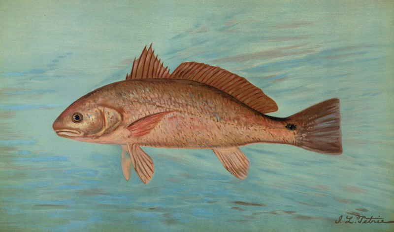 The Red Drum or Channel Bass, Scioena ocellata. (1898) reproduction of painting by John L. Petrie. ALL GICLEE PRINTS