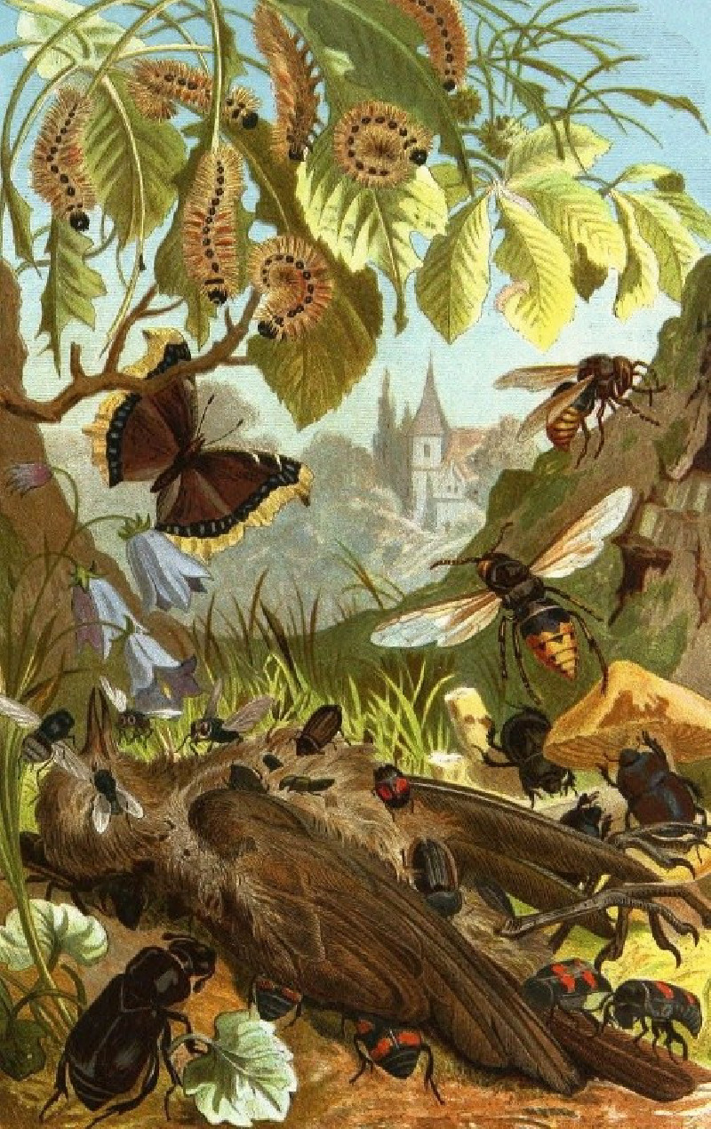 Die Insekten, Tausendfüssler und Spinnen Pl 03 (1877) reproduction of painting by Alfred Edmund Brehm. ALL GICLEE PRINTS