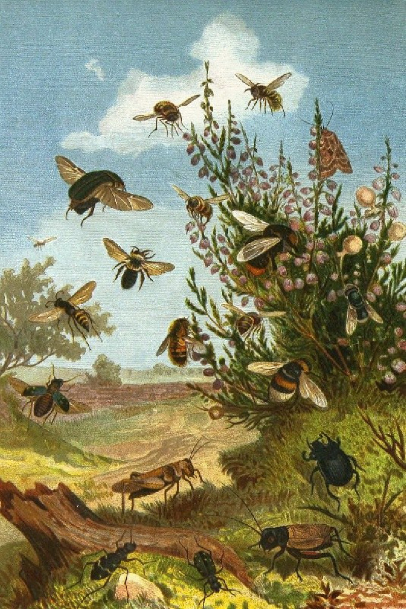 Die Insekten, Tausendfüssler und Spinnen Pl 01 (1877) reproduction of painting by Alfred Edmund Brehm. ALL GICLEE PRINTS