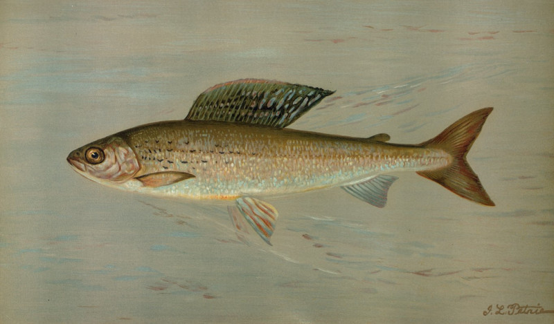 The Michigan Grayling, Thymallus ontariensis. (1898) reproduction of painting by John L. Petrie. ALL GICLEE PRINTS