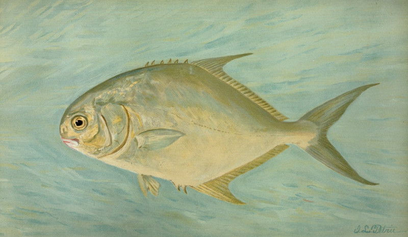 John L. Petrie reprodukcija The Pompano, Trachinotus carolinis. (1898), VISOS REPRODUKCIJOS , paveikslai, reprodukcijos inter...