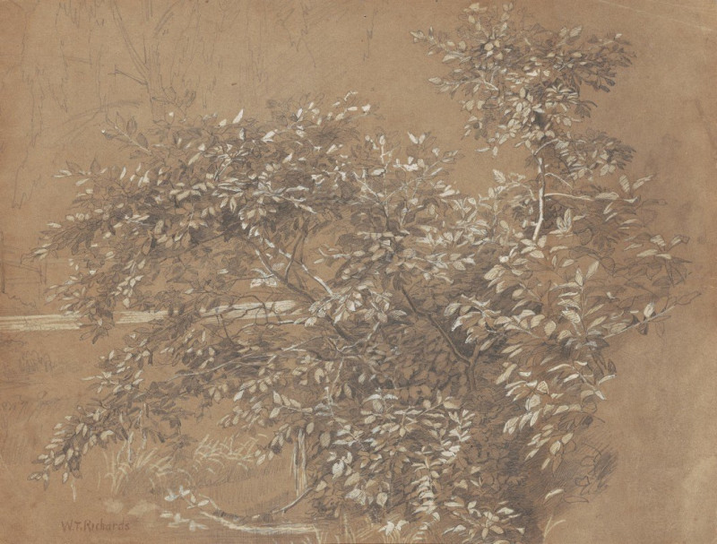 William Trost Richards reprodukcija Foliage (late 19th century), VISOS REPRODUKCIJOS , paveikslai, reprodukcijos internetu