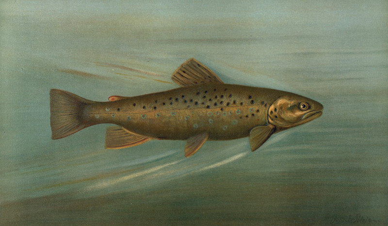 The Brown or German Trout, Salmo fario. (1898) reproduction of painting by John L. Petrie. ALL GICLEE PRINTS