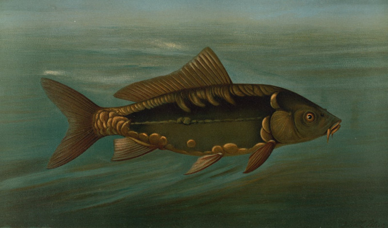 The Mirror Carp, Cyprinus carpio. (1898) reproduction of painting by John L. Petrie. ALL GICLEE PRINTS