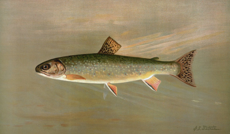 The American Brook Trout, Salvelinus fontinalis. (1898) reproduction of painting by John L. Petrie. ALL GICLEE PRINTS