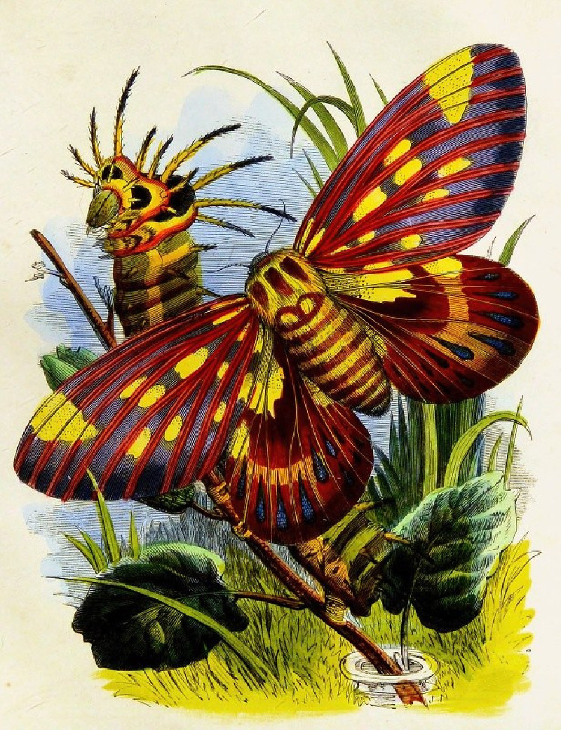 Henry Noel Humphreys reprodukcija The Butterfly Vivarium or Insect home Pl 7 (1858), VISOS REPRODUKCIJOS , paveikslai, reprod...