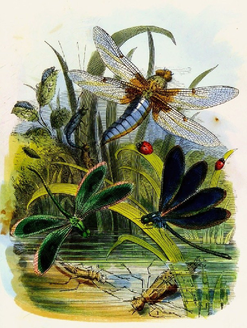 The Butterfly Vivarium or Insect home Pl 5 (1858) reproduction of painting by Henry Noel Humphreys. ALL GICLEE PRINTS