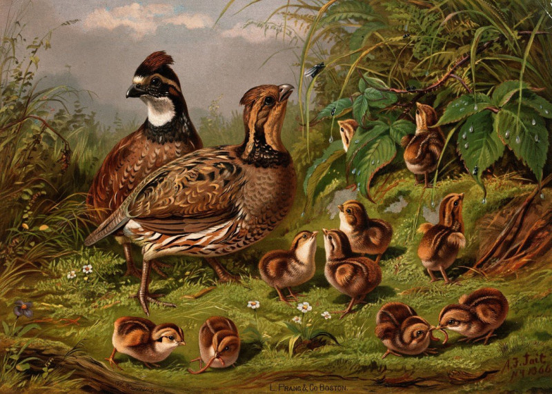 Quail (ca. 1861–1897) reproduction of painting by Arthur Fitzwilliam Tait. ALL GICLEE PRINTS