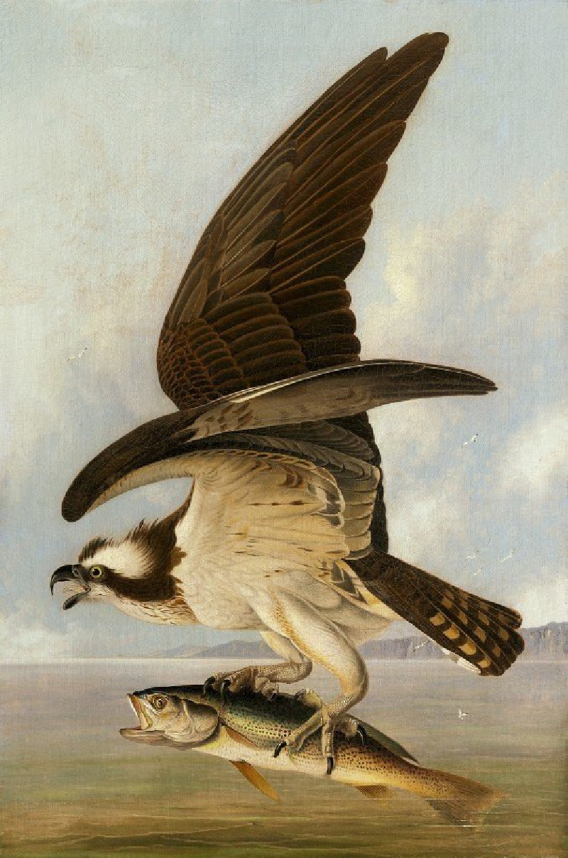 Osprey and Weakfish (1829) reproduction of painting by John James Audubon. ALL GICLEE PRINTS