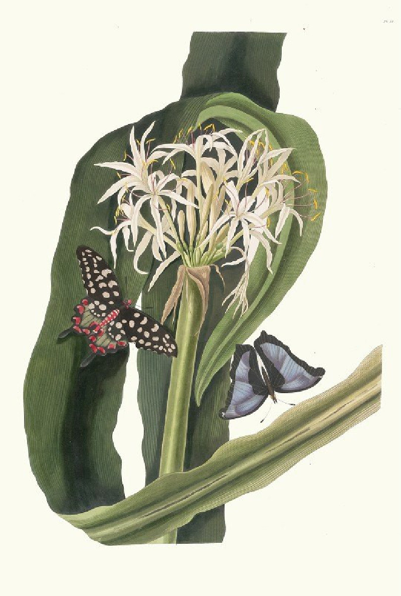 Crinum Pedunculatum. [River Lily] (1834) reproduction of painting by Priscilla Susan Bury. ALL GICLEE PRINTS