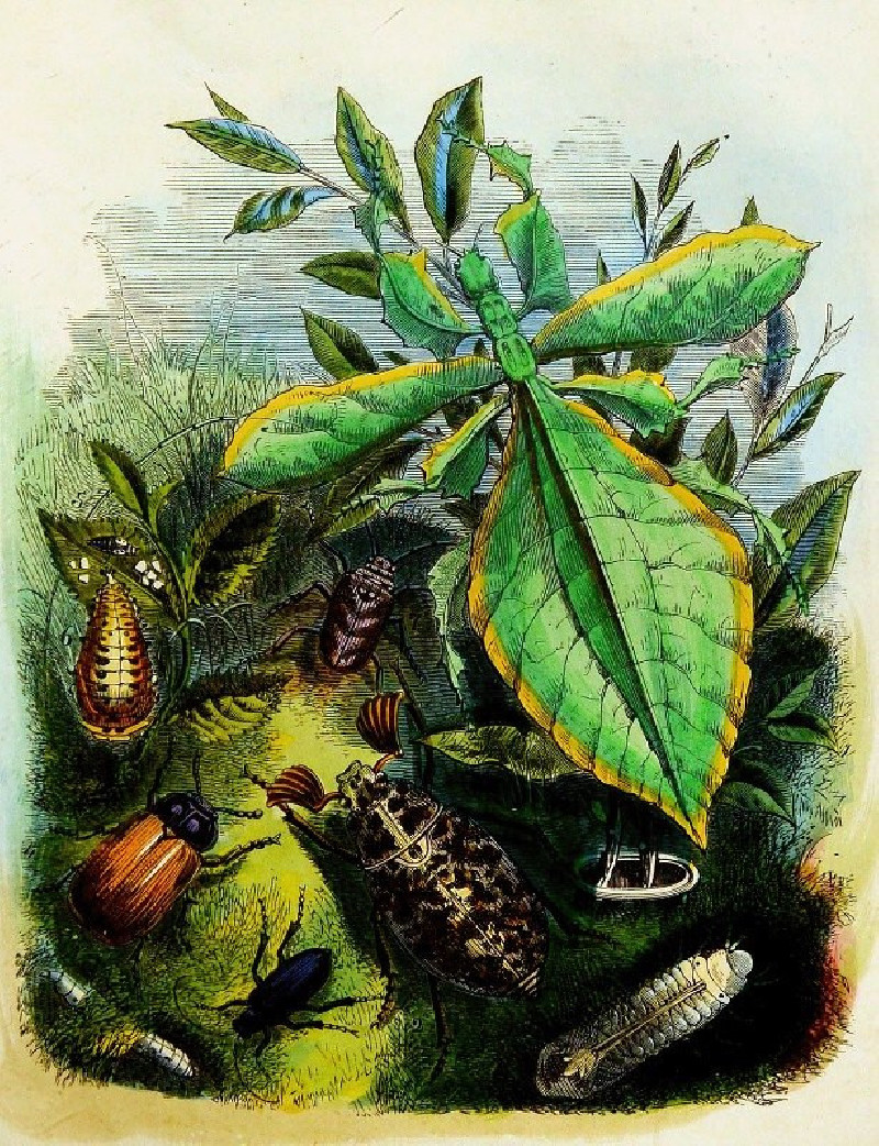 The Butterfly Vivarium or Insect home Pl 6 (1858) reproduction of painting by Henry Noel Humphreys. ALL GICLEE PRINTS