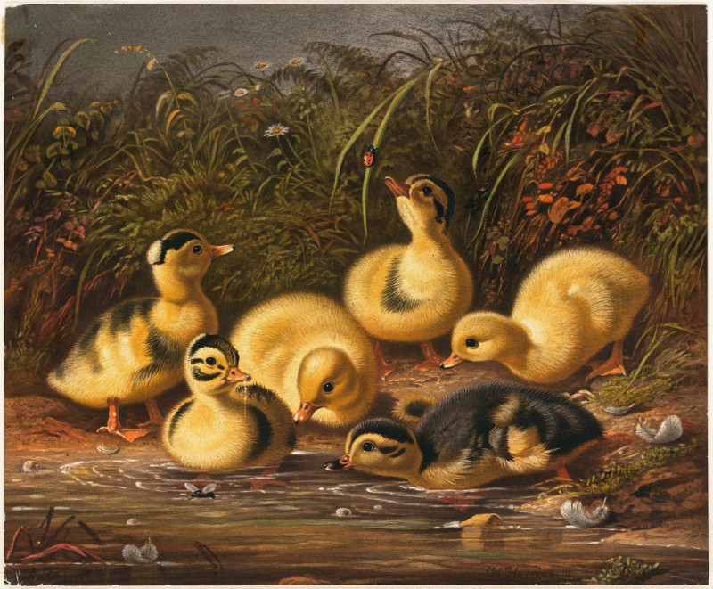 Group of Ducklings (ca. 1861–1897) reproduction of painting by Arthur Fitzwilliam Tait. ALL GICLEE PRINTS