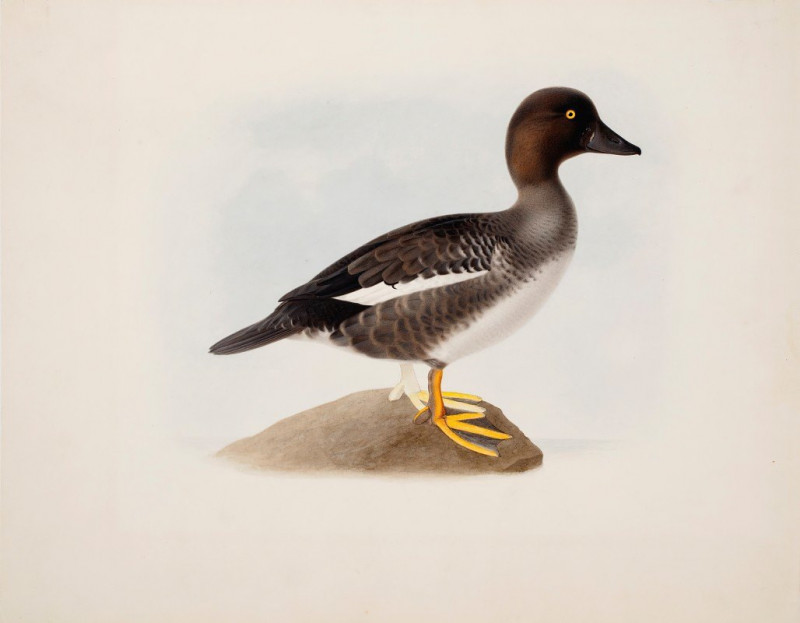 Common Goldeneye (1836) reproduction of painting by Magnus Von Wright. ALL GICLEE PRINTS