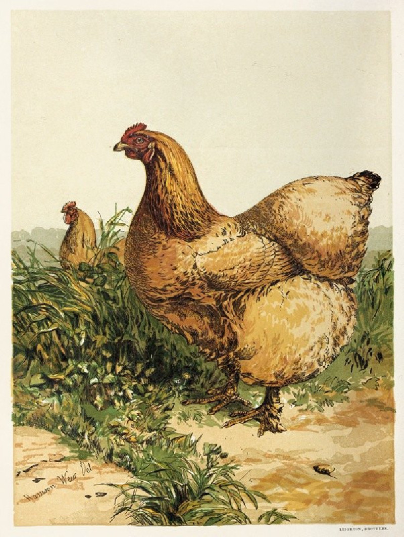 Buff Cochin Hen (1867) reproduction of painting by Harrison Weir. ALL GICLEE PRINTS