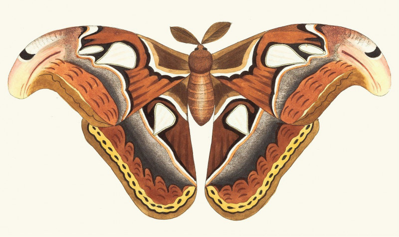 ATLAS MOTH (1789-1813) reproduction of painting by George Shaw. ALL GICLEE PRINTS