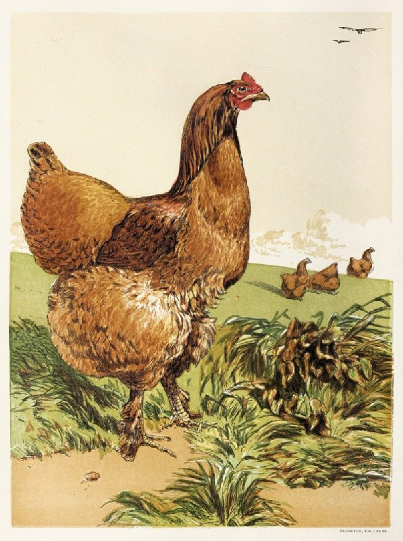 Cinnamon Cochin Hen (1867) reproduction of painting by Harrison Weir. ALL GICLEE PRINTS