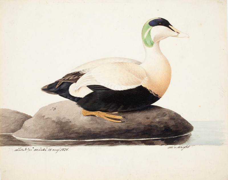 Common Eider, Male (1828) reproduction of painting by Magnus Von Wright. ALL GICLEE PRINTS