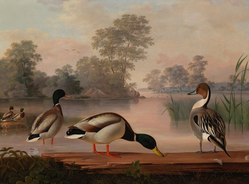 Ducks (1853) reproduction of painting by Magnus Von Wright. ALL GICLEE PRINTS