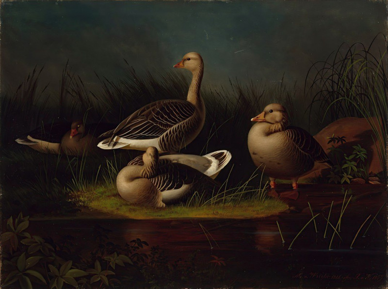 Greylag Geese, Copy After Ferdinand Von Wright (1866) reproduction of painting by Magnus Von Wright. ALL GICLEE PRINTS