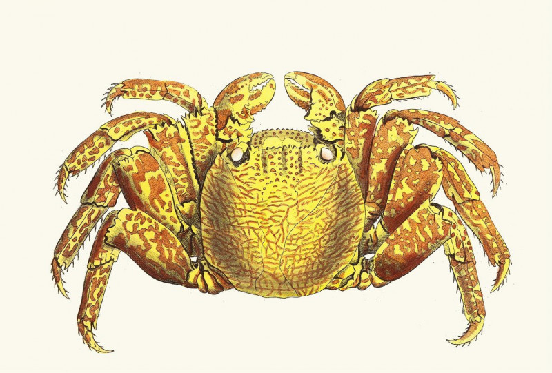 Variegated Crab (1789-1813) reproduction of painting by George Shaw. ALL GICLEE PRINTS