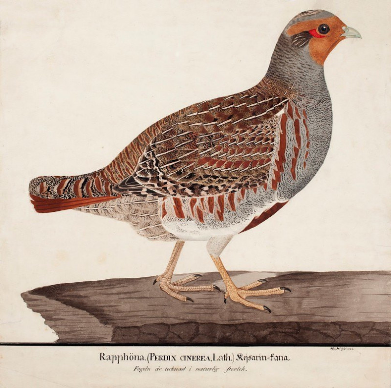 Magnus Von Wright reprodukcija Grey Partridge (1824), VISOS REPRODUKCIJOS , paveikslai, reprodukcijos internetu