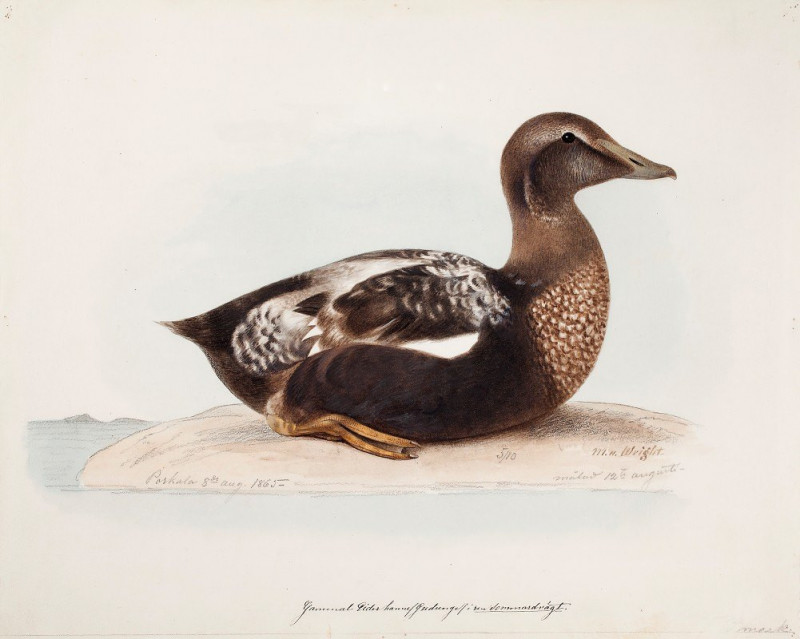 Common Eider, Old Male In Summer (1865) reproduction of painting by Magnus Von Wright. ALL GICLEE PRINTS