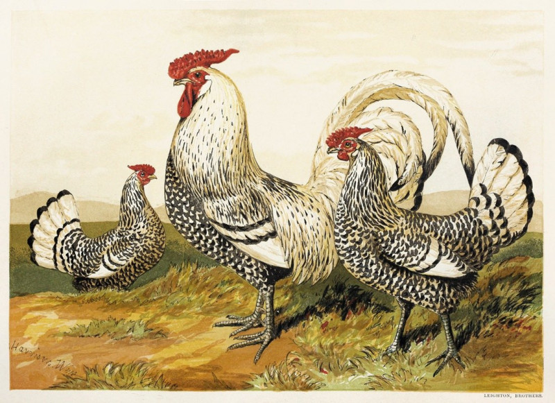 Silver Spangled Hamburghs (1867) reproduction of painting by Harrison Weir. ALL GICLEE PRINTS