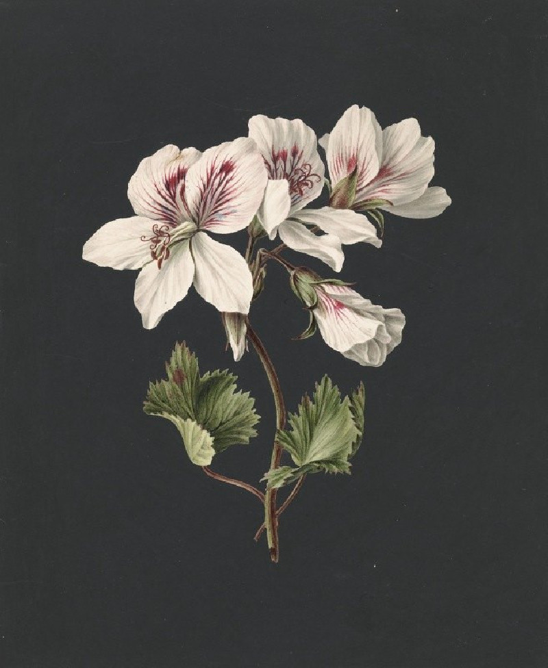 Pelargonium album bicolor (1830) reproduction of painting by M. de Gijselaar. ALL GICLEE PRINTS