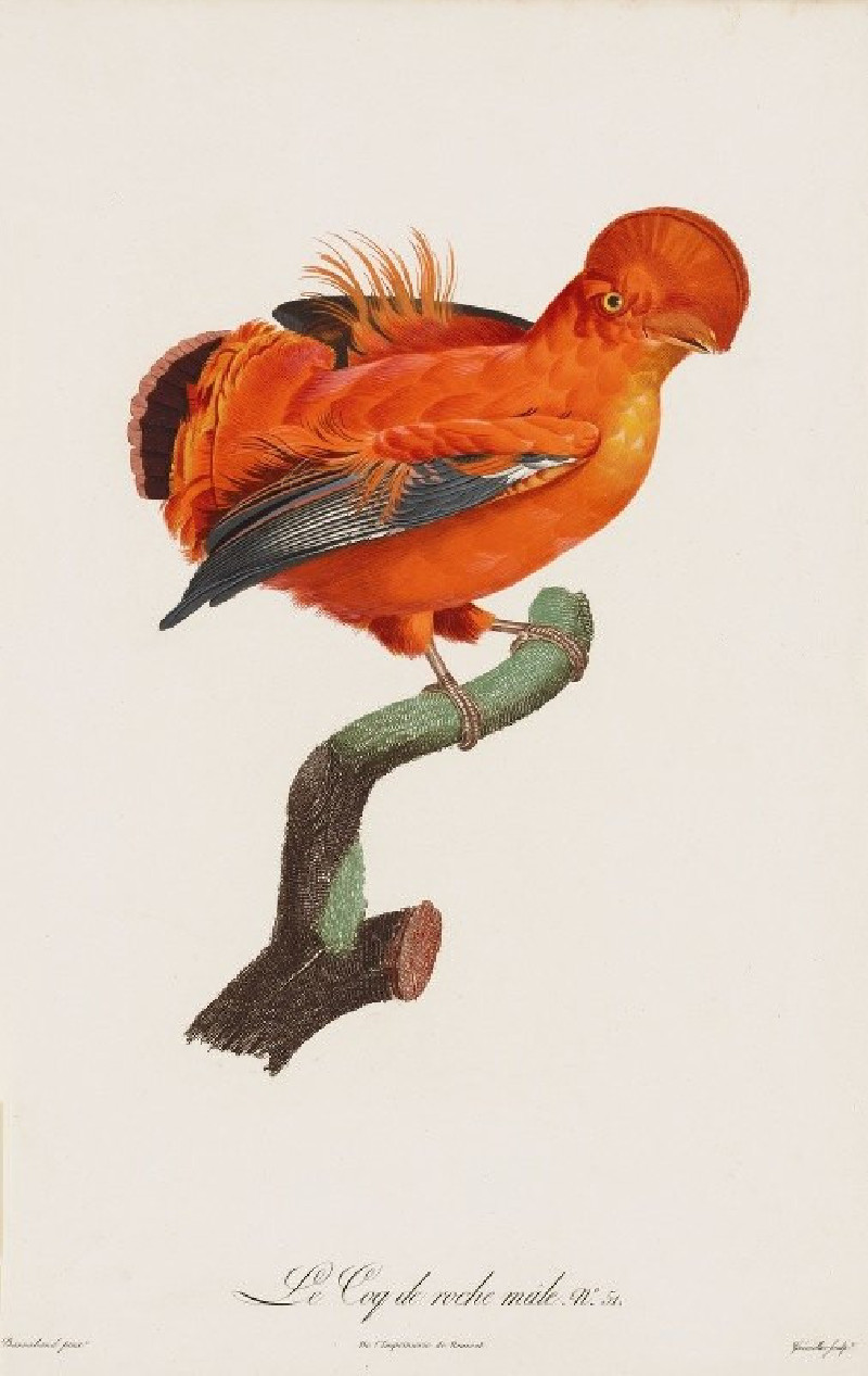 Le Coq De Roche Male (Male Cock-Of-The Rock) (1801-1806) reproduction of painting by . ALL GICLEE PRINTS