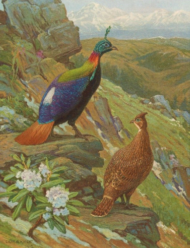 Himalayan Impeyan Pheasant (1918-1922) reproduction of painting by Charles Robert Knight. ALL GICLEE PRINTS