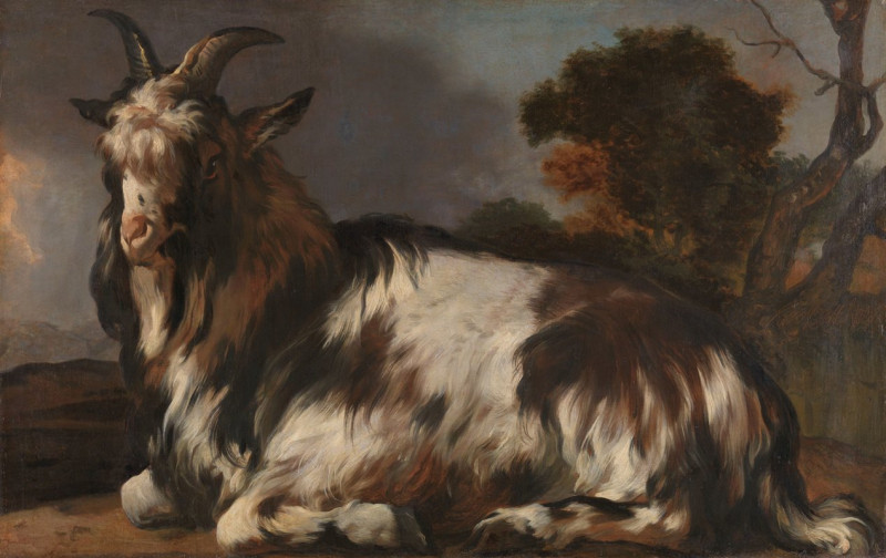 Goat Lying Down (1645 - 1660) reproduction of painting by Jan Baptist Weenix. ALL GICLEE PRINTS