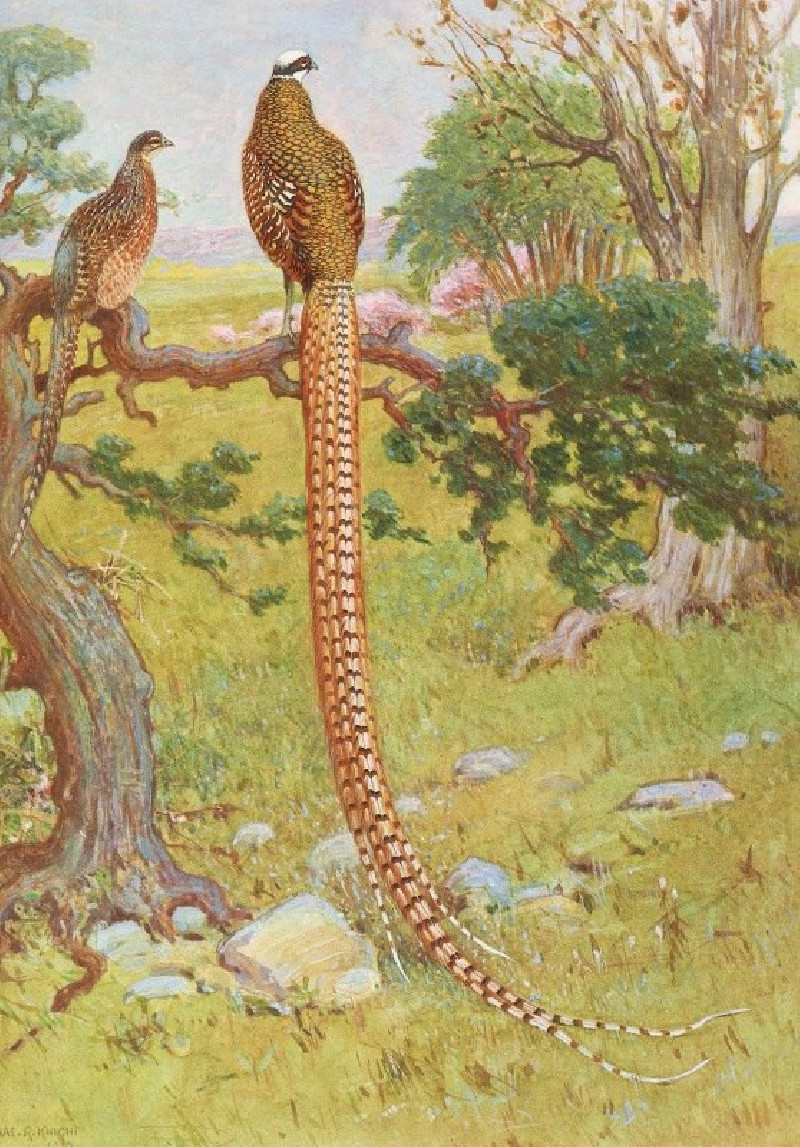 Charles Robert Knight reprodukcija Reeves’s Pheasant (1918-1922), VISOS REPRODUKCIJOS , paveikslai, reprodukcijos internetu