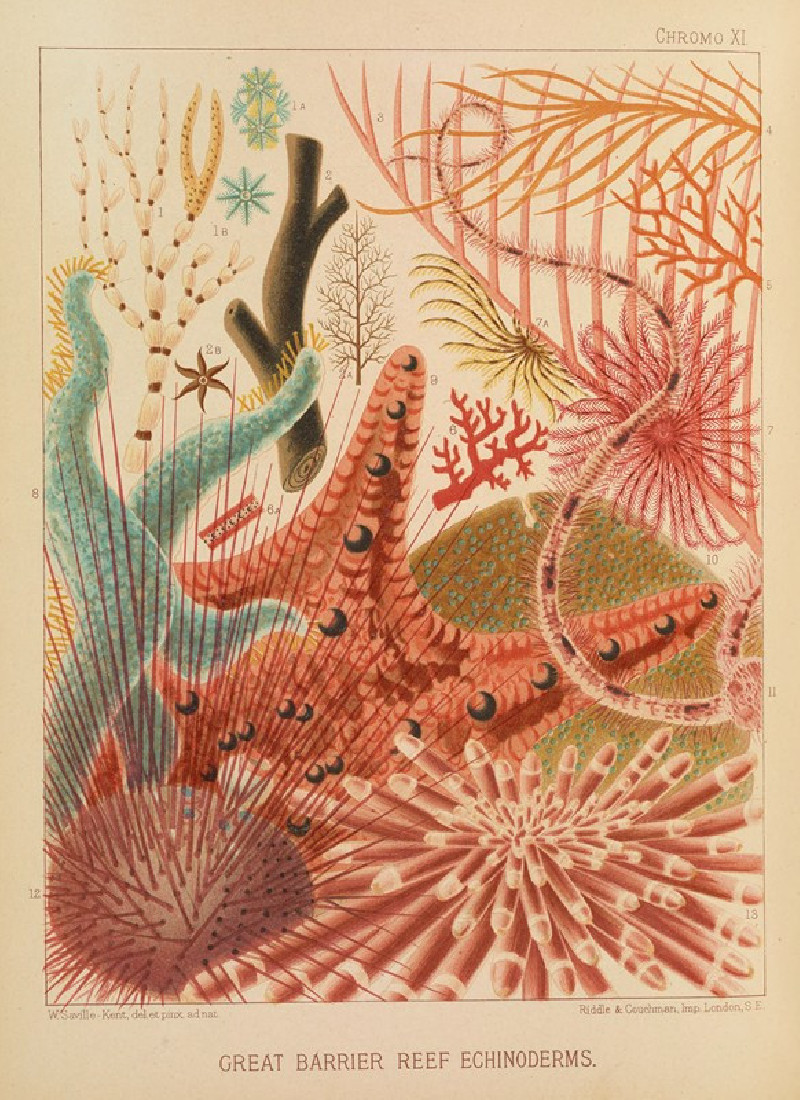 Great Barrier Reef Echinoderms (1893) reproduction of painting by William Saville-Kent. ALL GICLEE PRINTS