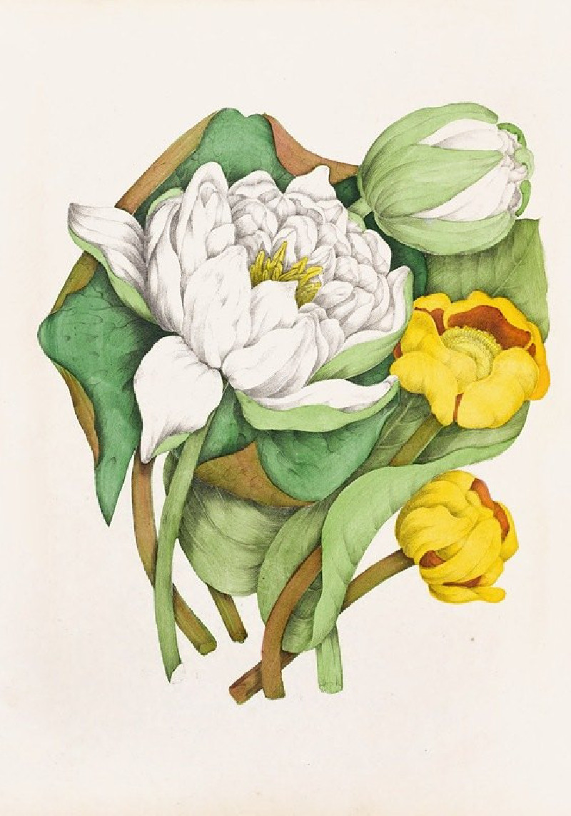 Sweet Scented Water Lily, Yellow Pond Lily (1868) reproduction of painting by Agnes Fitzgibbon. ALL GICLEE PRINTS