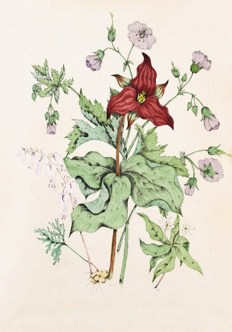 Squirrel Corn, Purple Trillium, Wild Crane’s Bill, Star Flower Chickweed (1868) reproduction of painting by Agnes Fitzgibbon....