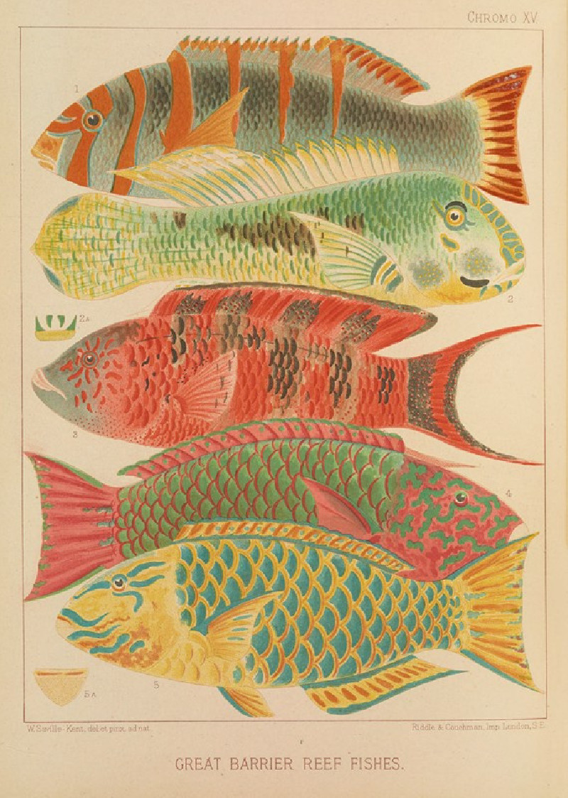 Great Barrier Reef Fishes (1893) reproduction of painting by William Saville-Kent. ALL GICLEE PRINTS