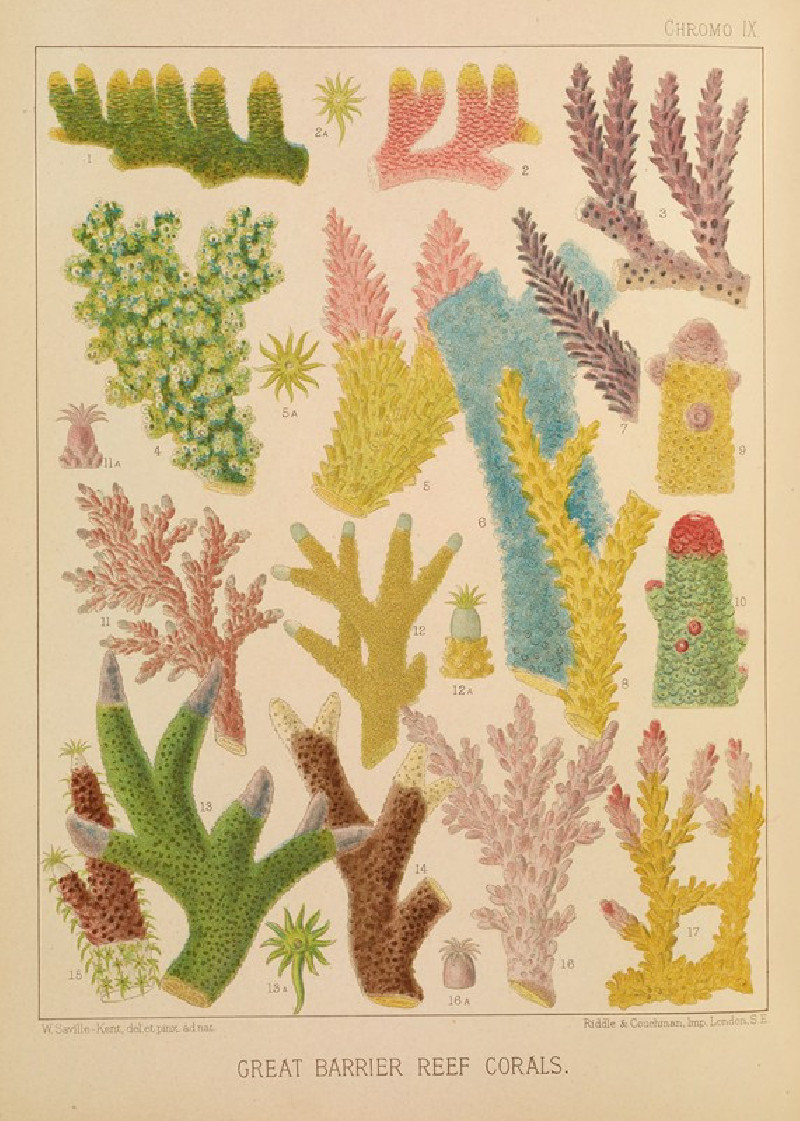 Great Barrier Reef Corals III (1893) reproduction of painting by William Saville-Kent. ALL GICLEE PRINTS