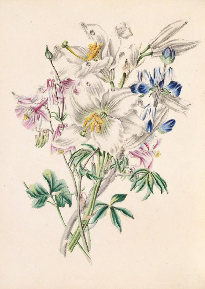 Columbine, White Lily And Lupine (1847) reproduction of painting by James Ackerman. ALL GICLEE PRINTS