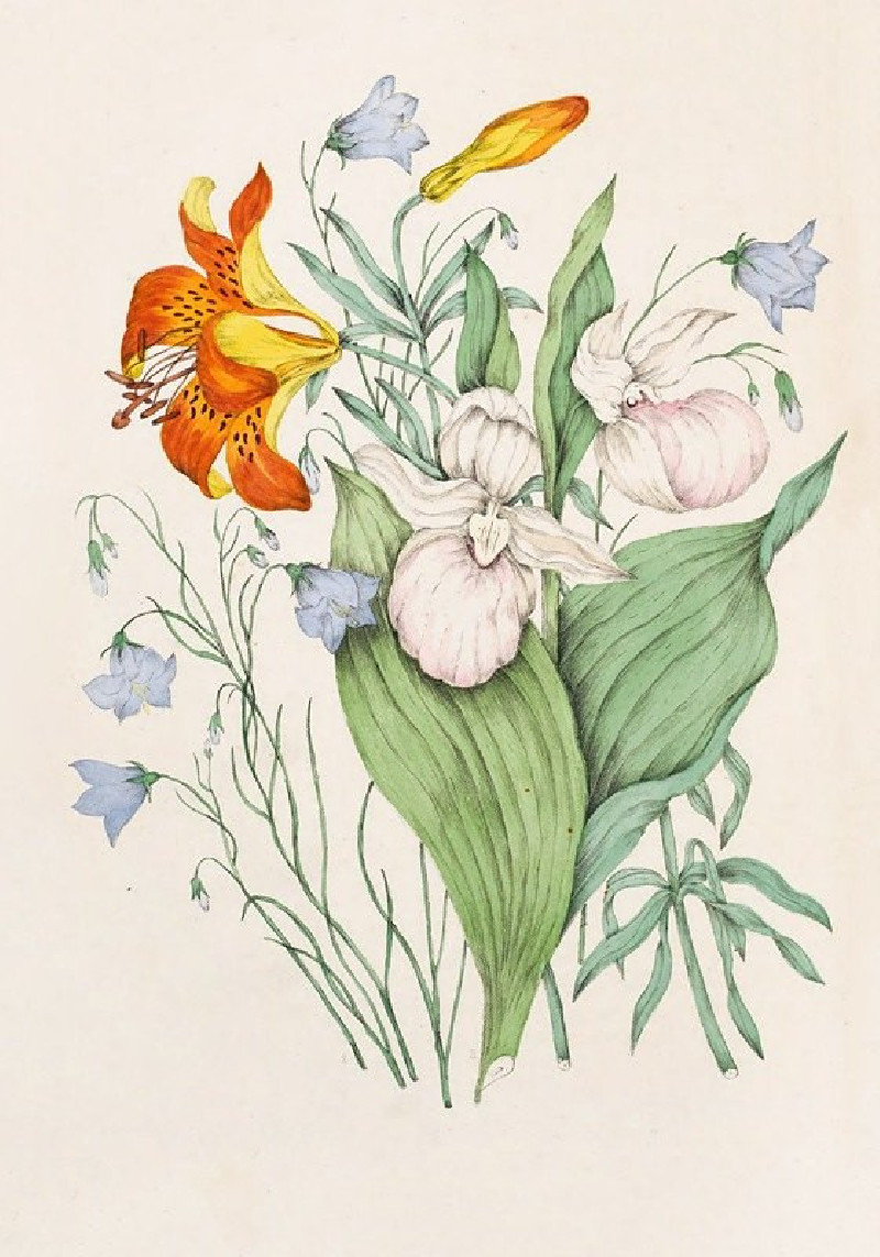 Wild Orange Lily, Canadian Harebell, Showy Lady’s Slipper (1868) reproduction of painting by Agnes Fitzgibbon. ALL GICLEE PRINTS